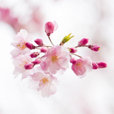 fleurs-cerisier